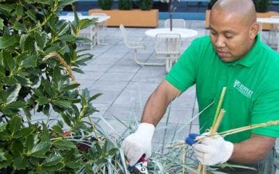 When to Prune Your Shrubs