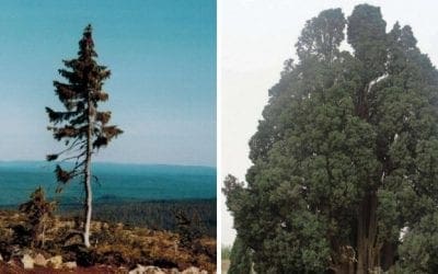 7 of The Oldest Trees In the World
