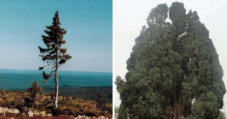 Oldest Trees In the World