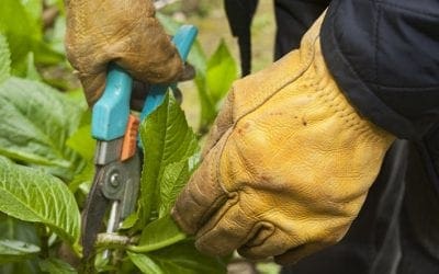 Pruning Shrubs in the Dormant Season