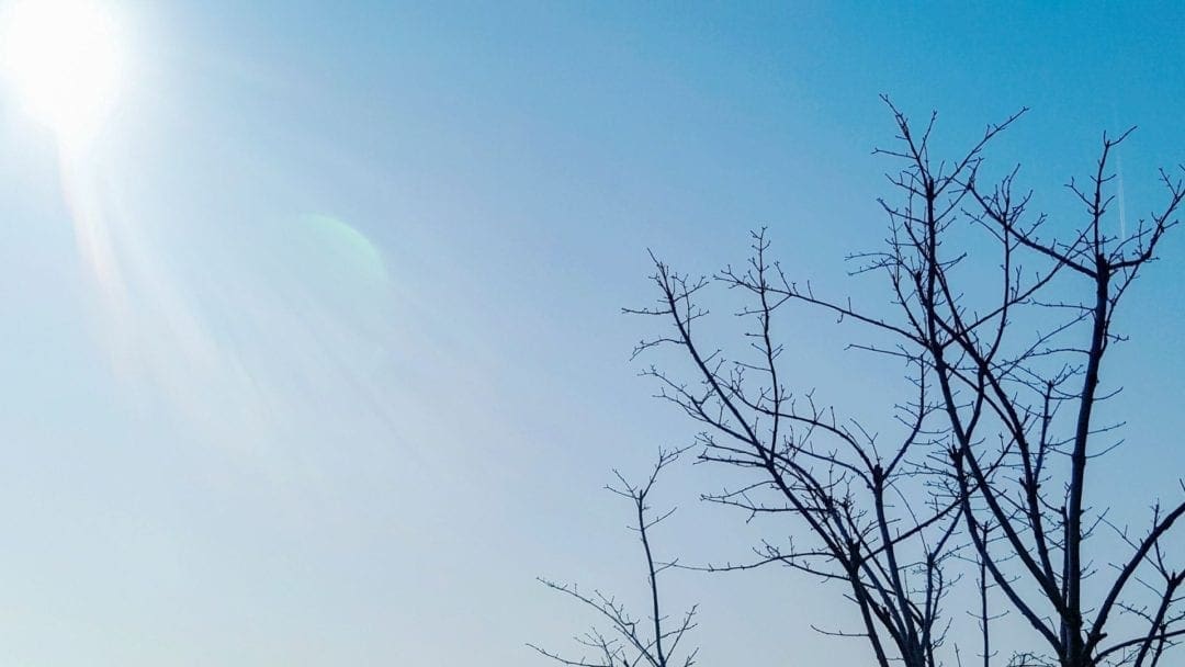 Winter Tree Watering Tips • Arbor Day Blog