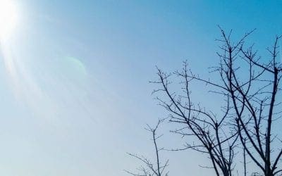 Winter Tree Watering Tips • Arbor Day Blog