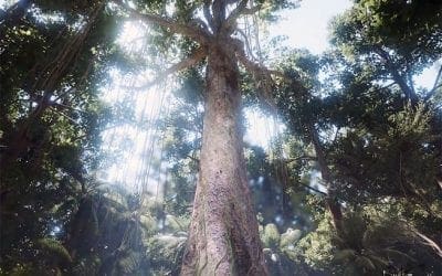 New virtual reality experience transforms you into a majestic tree | MNN – Mother Nature Network