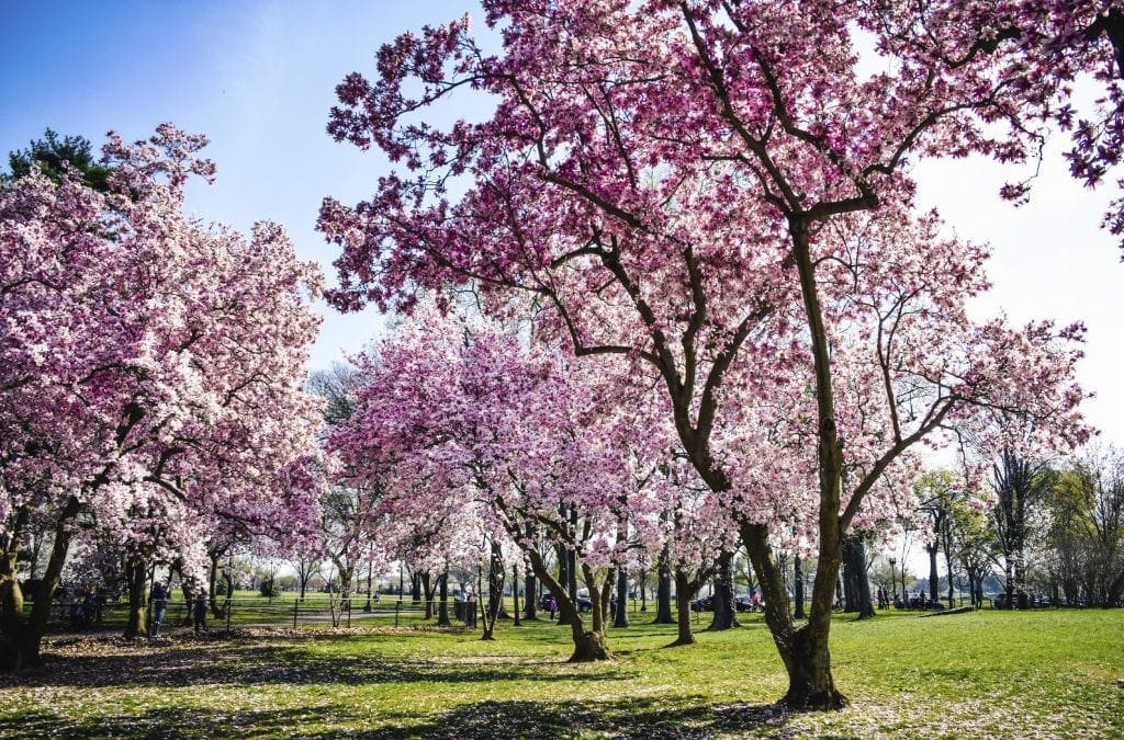 When does spring start? Here’s why each season begins twice. | National Geographic