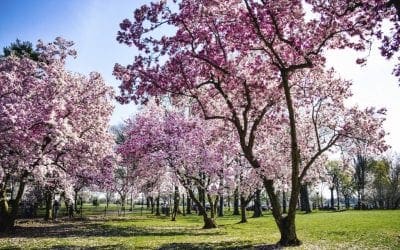 When Is The Real First Day of Spring? Farmers’ Almanac