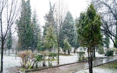 Commercial & Residential Tree Care