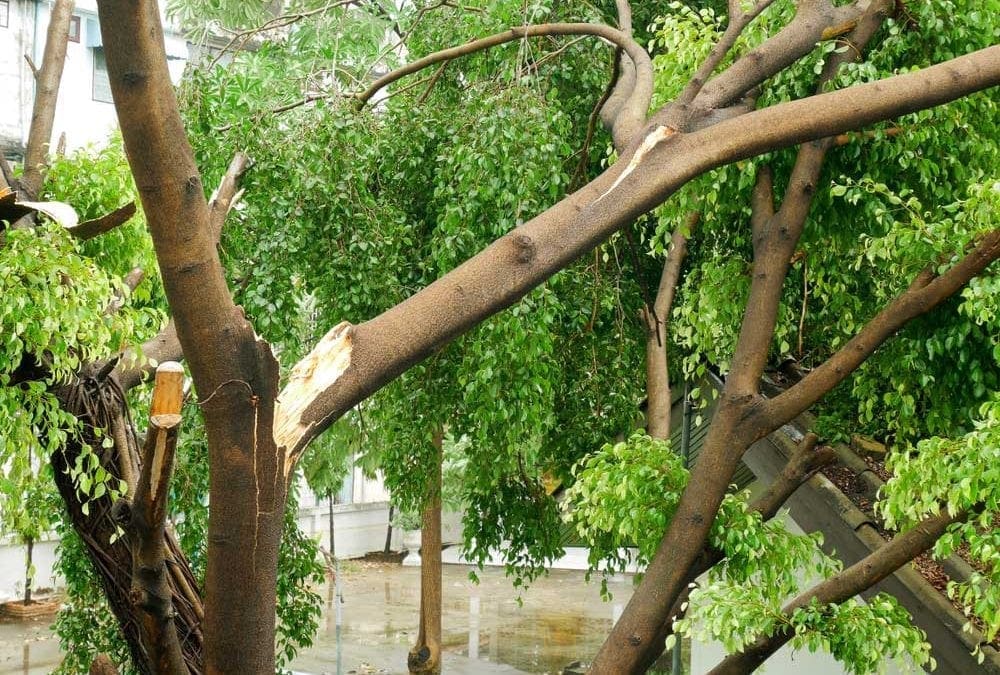 Full Service Tree Care on the South Shore