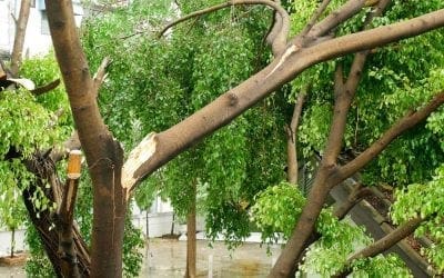 Full Service Tree Care on the South Shore