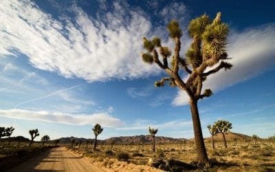 Why it takes so long for Joshua trees to grow | MNN – Mother Nature Network