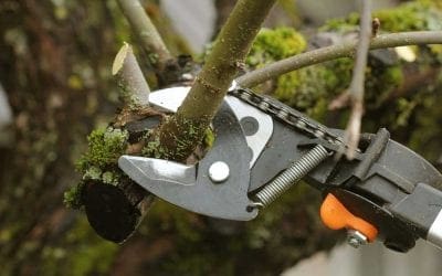 Spring Cleaning for Your Yard