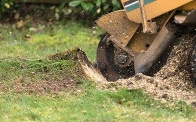 Stump Grinding Services