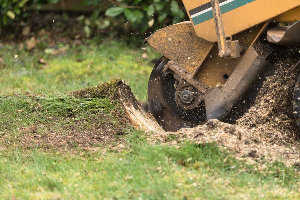 Stump Grinding Services