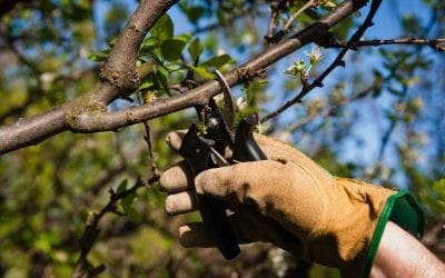 Tree Pruning Services