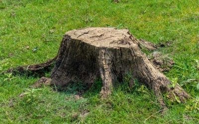Tree & Stump Removal Services