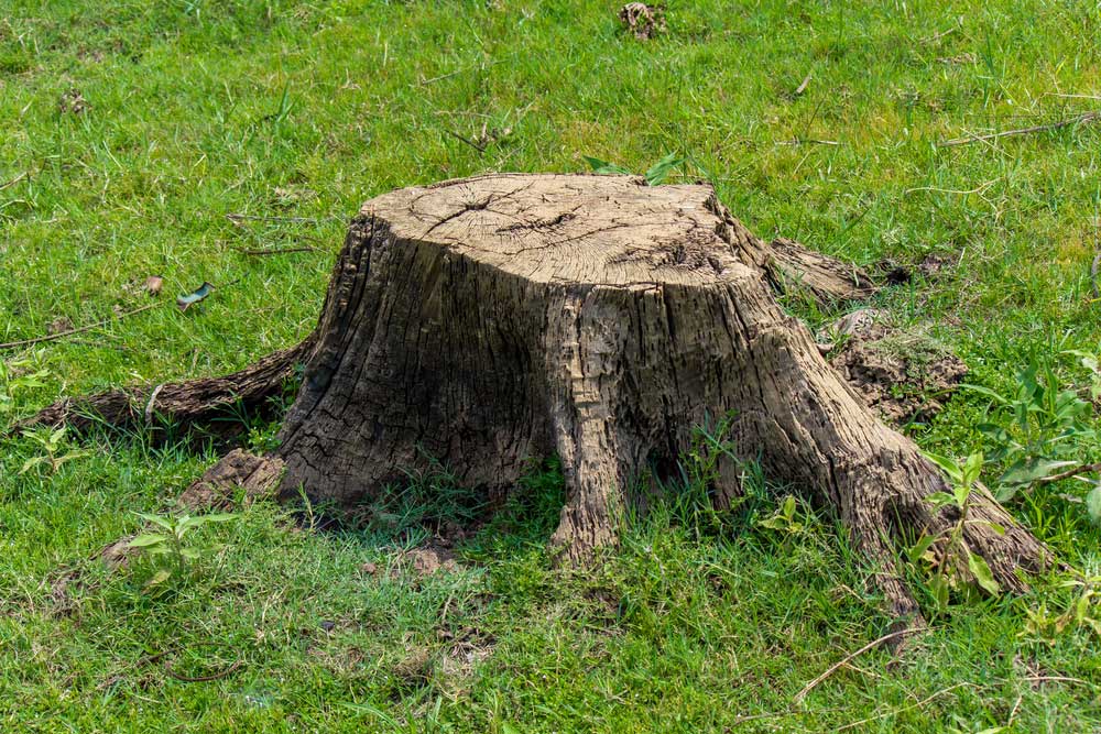 Tree  Stump Removal Services