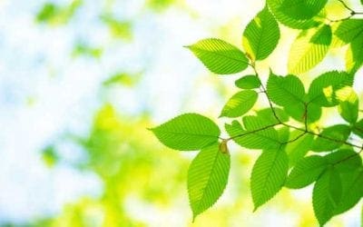 Tree Identification at arborday.org