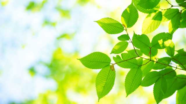 green leaves in sunlight