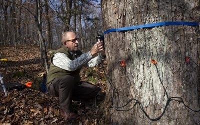 How Do You Measure The Amount Of Carbon In A Tree? | New England Public Radio