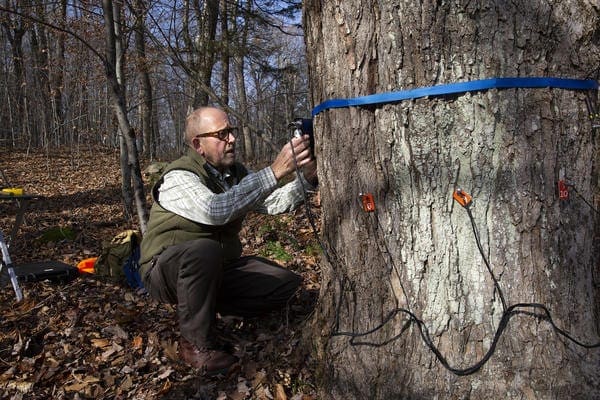 forest pathologist