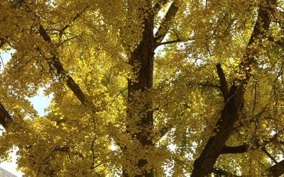 The value of a tree – Entertainment & Life – GoUpstate – Spartanburg, SC