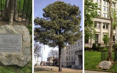 Whatever Happened to All the Moon Trees? – Atlas Obscura