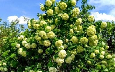 Bumble bee-friendly trees and shrubs – Tree Care Tips