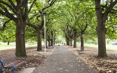 Urban forests: how trees can fight heatwaves and poor health | The Mandarin