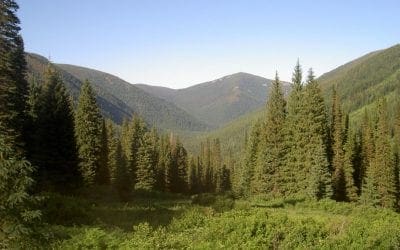 Ten Frequently Asked Questions About Tree Planting – National Forest Foundation