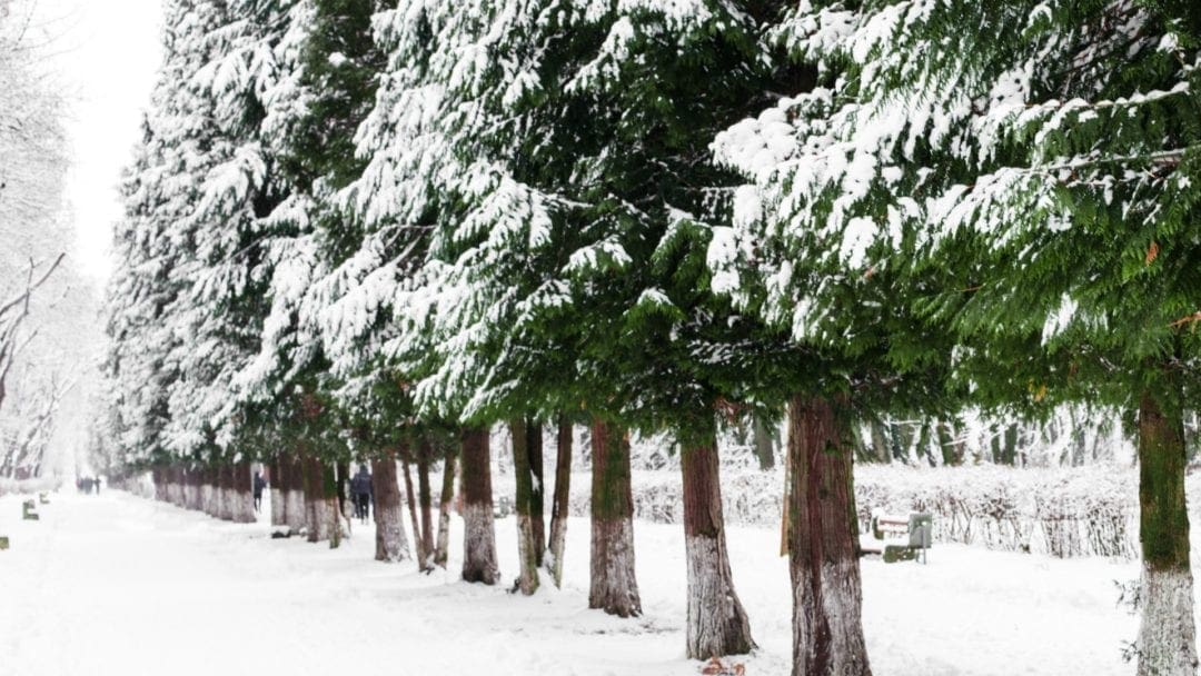 5 Windbreak Trees that will Blow you Away | Arbor Day Blog