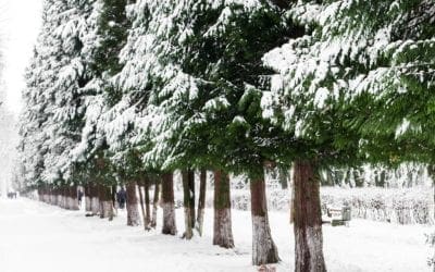 5 Windbreak Trees that will Blow you Away | Arbor Day Blog