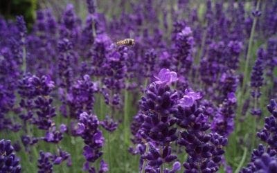 12 plants that repel unwanted insects | MNN – Mother Nature Network