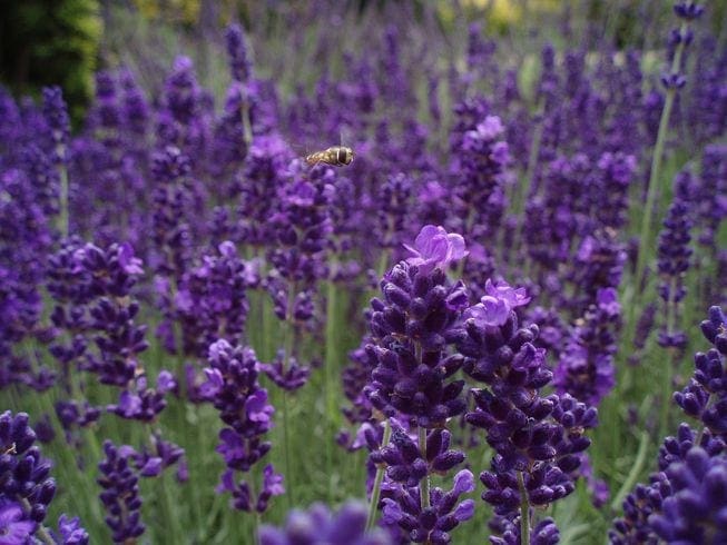 bee flying over lavender