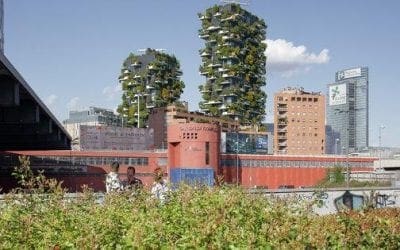 These Ancient Trees Have Stories To Tell | National Geographic