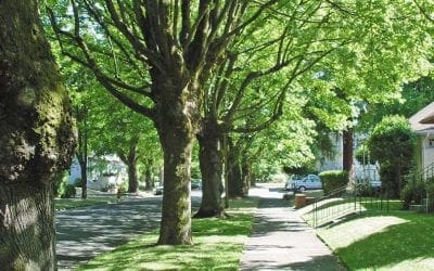 More trees, fewer heart risks? | Harvard Health