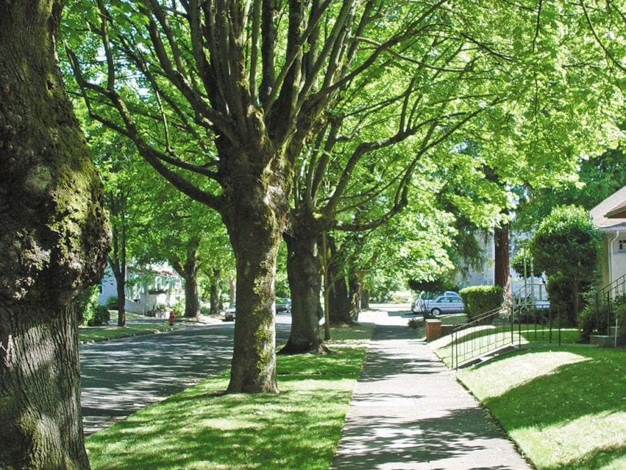 More trees, fewer heart risks? | Harvard Health