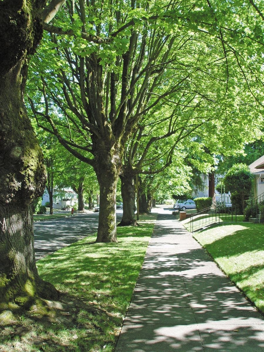 trees