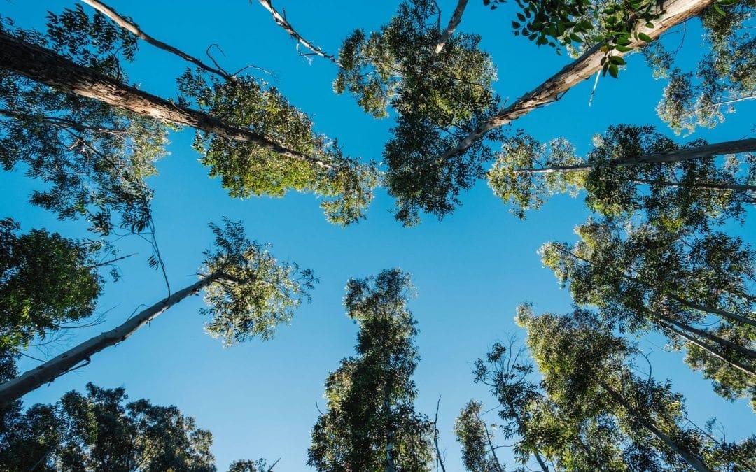 Let’s do branch: how trees socialise and help their neighbours | Amazing trees | The Guardian