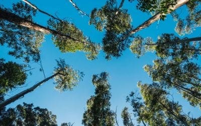 Let’s do branch: how trees socialise and help their neighbours | Amazing trees | The Guardian