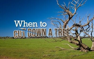 When to Cut Down a Tree | Budget Dumpster
