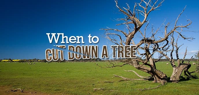 when to cut down a dying tree
