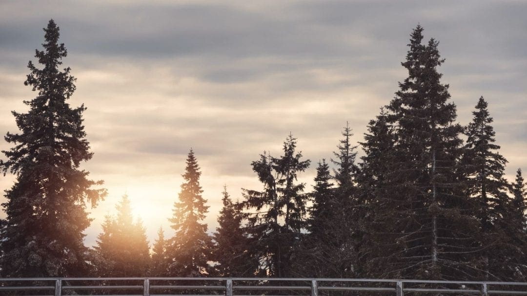 4 Fast-Growing Evergreen Trees | Arbor Day Blog