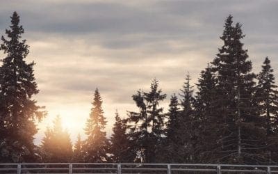 4 Fast-Growing Evergreen Trees | Arbor Day Blog