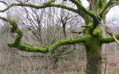Country diary: The ash seems to beckon us into the forest | Environment | The Guardian