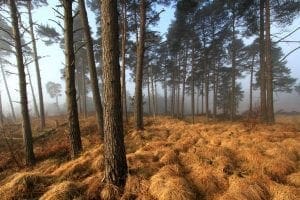 ashdown forest england