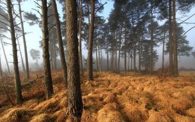 Visit the beautiful forests that inspired these famous books | National Geographic