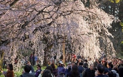 Japanese cherry blossom in full bloom β in pictures | The Guardian