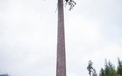 The last great tree: a majestic relic of Canada’s vanishing rainforest | The Guardian