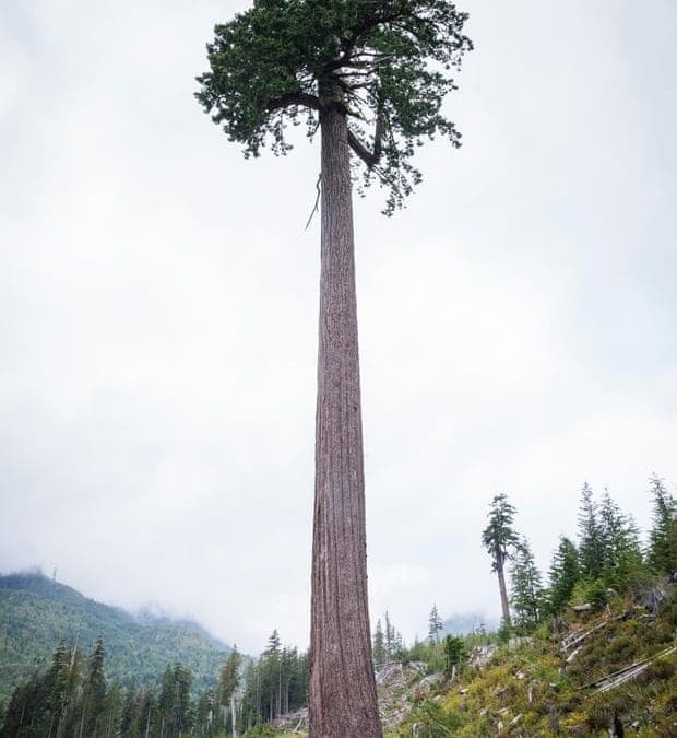The last great tree: a majestic relic of Canada’s vanishing rainforest | The Guardian
