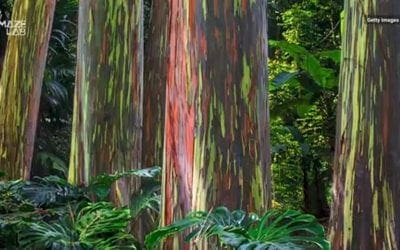 These eucalyptus trees are covered in the most magical rainbow bark | USA Today