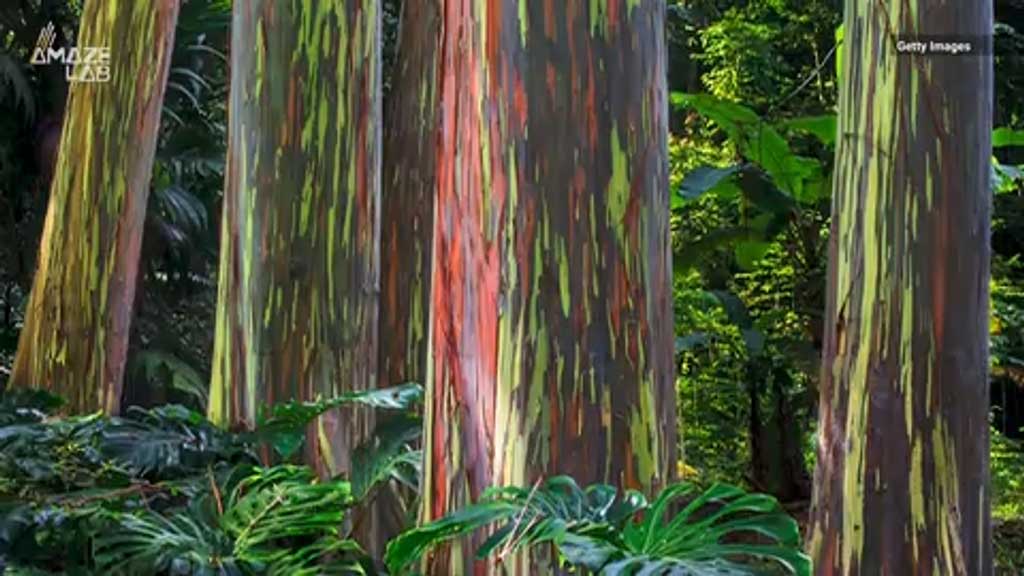 rainbow bark